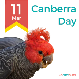 A graphic in observance of Canberra Day on March 11th, featuring a close-up of a Gang-Gang Cockatoo. The bird has a distinctive red head with wispy crest feathers, and its grey body is covered in intricate feather patterns. The cockatoo is looking slightly downwards with a peaceful demeanor. The background is divided with a dark red portion above and a dark teal below. A yellow and red ribbon to the left displays '11 Mar' in red text. 'Canberra Day' is written in white letters to the right. The slogan 'NO GREY SUITS' is located in the bottom right corner in small white font.